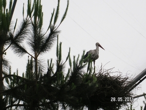 Cornwall-Devon  2011 161