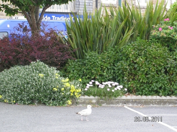 Cornwall-Devon  2011 258