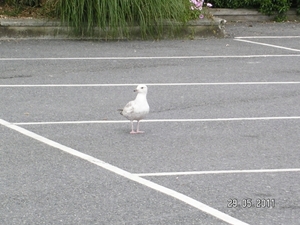 Cornwall-Devon  2011 259