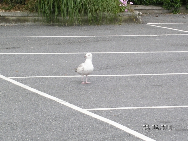 Cornwall-Devon  2011 259