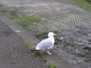 Cornwall-Devon  2011 318