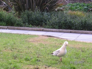 Cornwall-Devon  2011 378