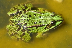 groene kikker1