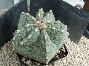 Astophytum hybr 1