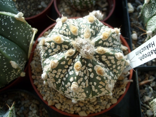astroph. hakuchin