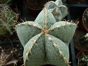 astroph. myriostigma x capricorne 1