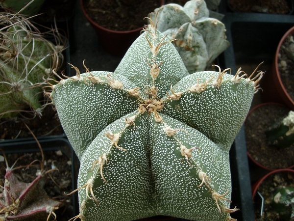 astroph. myriostigma x capricorne 1