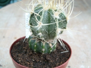 astroph.capricorne cv. kraussii