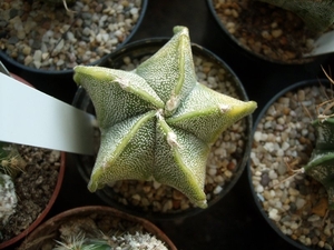 astroph.myriostigma v. midum