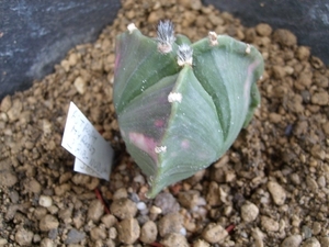 astrophytum 3 ribbig v. nudum