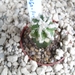 astrophytum  lion cv. hanakago- fukuruyo 1