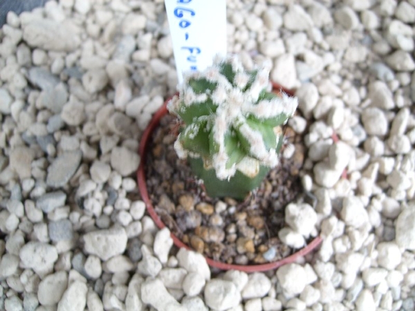 astrophytum  lion cv. hanakago- fukuruyo 1