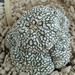 astrophytum  super kabuto