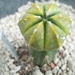 Astrophytum ast. variegata 1