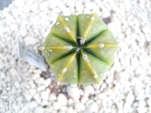 Astrophytum ast.variegata