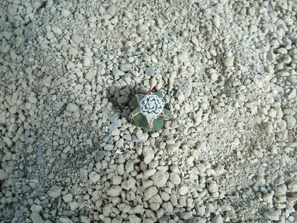 Astrophytum asterias  cv. super kabuto V type