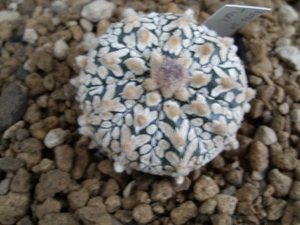 astrophytum asterias  super kabuto tiger