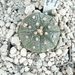 Astrophytum asterias cv takeo