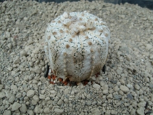 Astrophytum asterias cv. super kaboto snow 1