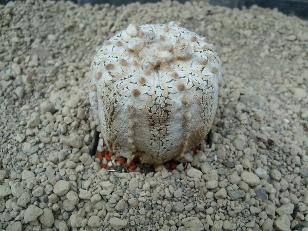 Astrophytum asterias cv. super kaboto snow 1