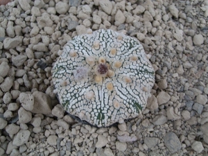 Astrophytum asterias cv. super kabuto 1
