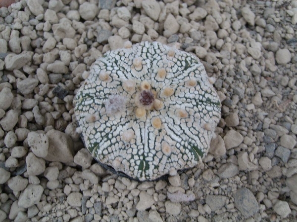 Astrophytum asterias cv. super kabuto 1