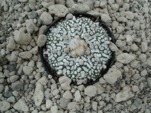 Astrophytum asterias cv. super kabuto 3