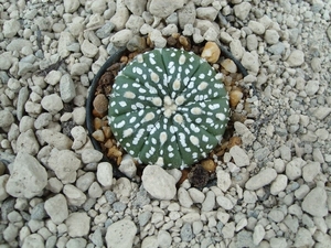 astrophytum asterias cv. super kabuto 5