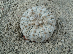 Astrophytum asterias cv. super kabuto snow