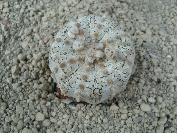 Astrophytum asterias cv. super kabuto snow