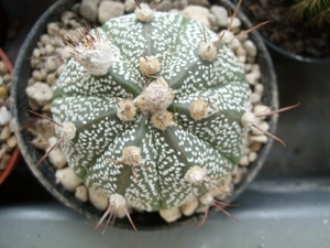 Astrophytum asterias cv. super kabuto x capricorne