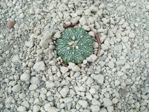 Astrophytum asterias cv. superkabuto 2