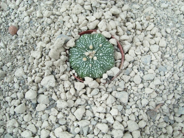 Astrophytum asterias cv. superkabuto 2