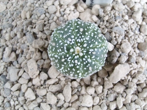 Astrophytum asterias cv.Hanazona