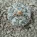 Astrophytum asterias cv.super kabuto