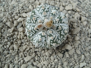 Astrophytum asterias cv.super kabuto