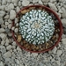 Astrophytum asterias cv.super kabuto 6