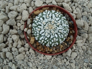 Astrophytum asterias cv.super kabuto 6