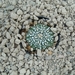 Astrophytum asterias cv.super kabuto 7