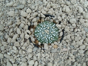 Astrophytum asterias cv.super kabuto 7