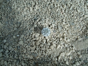 Astrophytum asterias cv.super kabuto 9