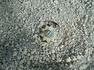 Astrophytum asterias cv.super kabuto V type 1