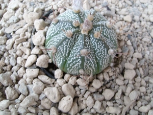 Astrophytum asterias cv.super kabuto x capricorne 1