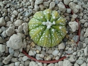 Astrophytum asterias hybr.variegata