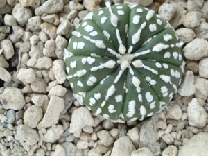 Astrophytum asterias super kabuta 6