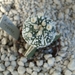 Astrophytum asterias turtle