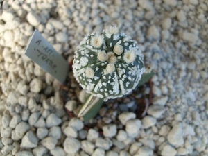 Astrophytum asterias turtle