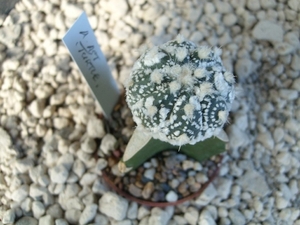 Astrophytum asterias turtle 1