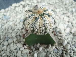 Astrophytum capas CV super neil pardi