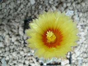 astrophytum capas f2